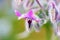 A colourful Borage flower Borago officinalis