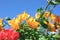 Colourful bougainvillea flower