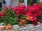 Colourful Bougainvillea Flowers, Greek Island