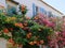 Colourful Bougainvillea Growing on House