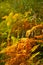 colourful brown, green and golden bracken leaves in the autumn