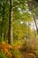 colourful brown, green and golden bracken leaves in the autumn