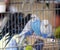 Colourful budgies in cages for sale in the pet store