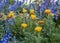 Colourful bunch of bluebells and marigolds