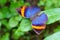 Colourful butterfly close up