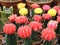 Colourful cacti at a floristÂ´s - collection of succulents