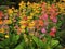Colourful candelabra primulas flowering in a garden