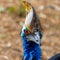 colourful Cassowary Casuaris with large red eyes and big horn on the head Sydney NSW Australia