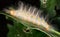 Colourful Caterpillar on the Leaf- closeup