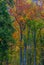 Colourful charming enchanting autumn forest