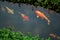 Colourful charming Koi Carp Fishes moving in pond with shadow and light reflection, Carp fishes swims under water surface