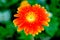 Colourful Chrysanthemum