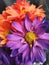 Colourful chrysanthemums. Violet, orange flowers. Chrysanthemum indicum is a flowering plant commonly called Indian chrysanthemum