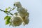 Colourful close up of a bunch of white direktor benschop rambler rose heads