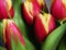Colourful close up image of tulips.