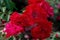 Colourful close up of several dark red Rotilia Rose heads with bokeh