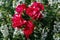 Colourful close up of several dark red Rotilia Rose heads with white flowers in the background