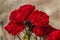 Colourful close up of several red rose flower heads of the german lavaglut rose with bokeh background