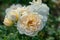 Colourful close up of several yellow Lions rose heads