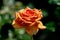 Colourful close up of a single ashram floribunda rose head