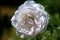 Colourful close up of a single white sebastian kneipp rose head