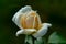 Colourful close up of a single yellow Lions rose head