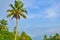 Colourful coconut tree on the alleppey back waters kerala..