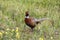 Colourful common pheasant (Phasianus colchicus