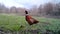 Colourful Common Pheasant, Phasianus Colchicus, bird on the grass in winter
