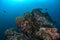 Colourful coral reef and shoal of fish in a tropical reef