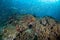 Colourful coral reef and shoal of fish in a tropical reef