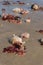 Colourful corals and seaweed on the sand