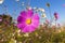 Colourful Cosmos Flower