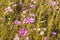 Colourful cosmos flowers