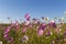 Colourful cosmos flowers