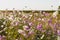 Colourful cosmos flowers