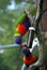 Colourful couple of parrots on a tree are drinking water from a drinking bowl