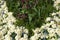 Colourful cream, purple and blue flowerbed in Springtime