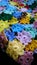 Colourful crochet flowers