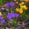 colourful crocus flowers in early spring