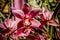 Colourful Cymbidium flower