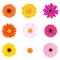 Colourful Daisies. Vector