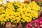 Colourful daisy chrysanthemum flowers in bloom