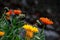 Colourful daisy flowers in garden