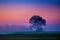 colourful dawn sky and tree silhouette