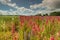 Colourful Delphiniums in a field