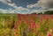 Colourful Delphiniums in a field