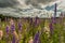 Colourful Delphiniums in a field