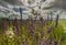 Colourful Delphiniums in a field