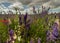 Colourful Delphiniums in a field